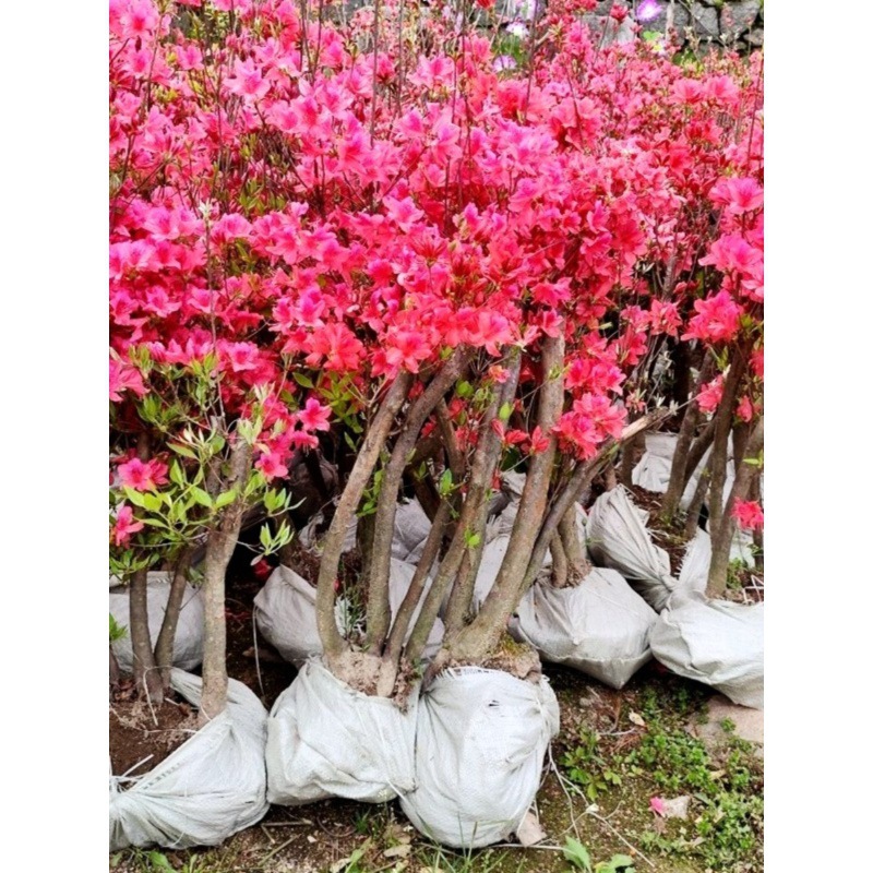 双季映山红树苗当年开花毛杜鹃花南方北方种植映山红苗四季开花