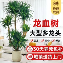 龙血树客厅绿植多头龙须树盆栽室内大型精品大号盆景老桩真树植物