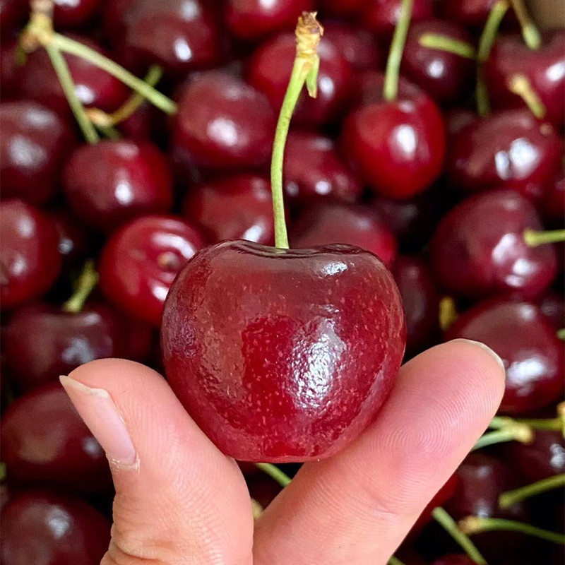 [Free Shipping by Sf Express, Shandong Meizao Big Cherries] Freshly Picked in Season, Not Cherry Blossoms, 2kg Fresh Fruit Delivery Service