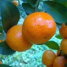 �����R��ӿȪ����������o�����Ә���޽ӟo�Ѹ��ٽ����箔��Y��