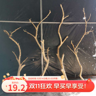 ԭľ��֦�������辒��¼ܿ�ľ�b�ˇ�g�B�ܸɘ�֦��֦���͘�ɱ�