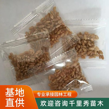 批发猫草种子分包小包装水培土培小麦大麦黑小麦狗尾草猫薄荷种子
