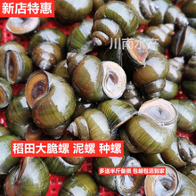 ����������r����ݷN����~��������ʳ�����r�ݽz�^�p�ݰ���