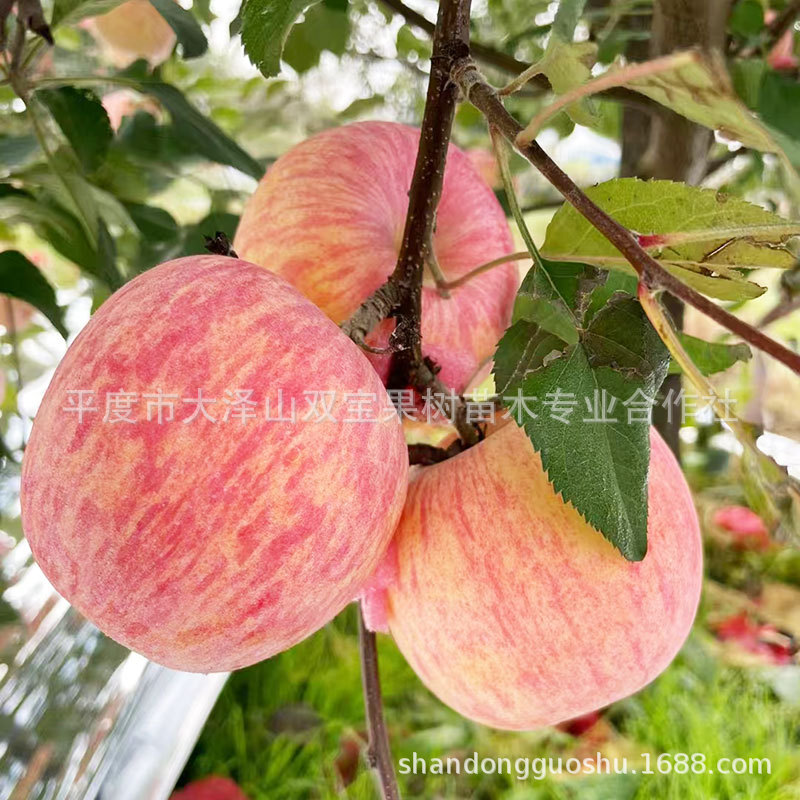 新2001红富士苹果树苗山东烟台基地嫁接矮化乔华新品种果树苗优质