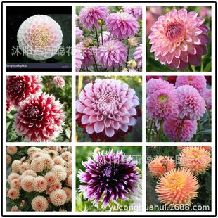 ���羳��؛���羳�N�Ӵ������N��������ܵعϻ��������N�ӵعϻ�