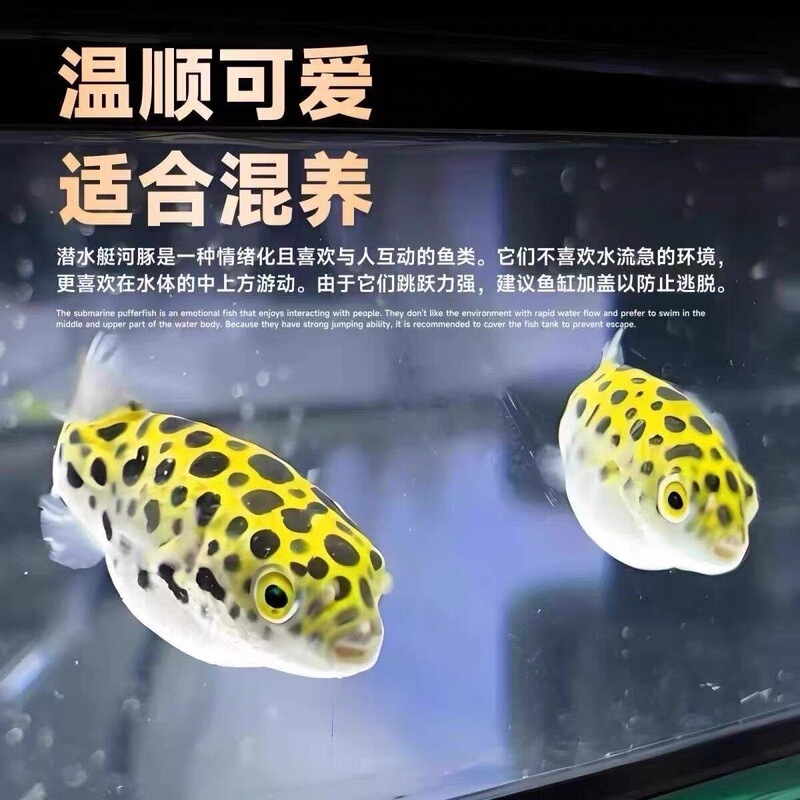 Cute Pufferfish Golden Doll Puffer Tropical Belly Freshwater Ornamental Fish Adorable Angry Submarine Chocolate Cute Pufferfish Golden Doll Puffer Tropical Belly Freshwater Ornamental Fish Adorable Angry Submarine Chocolate