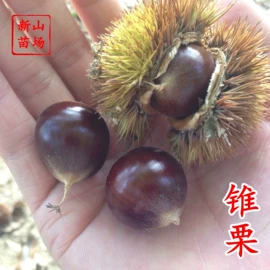 园林果树;乔木;灌木