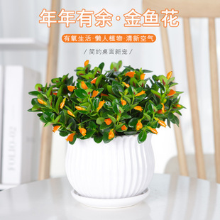 ���~���m�����ļ��^��ֲ����~���҃ȿ͏d�^��ֲ�ﶹ��G�ļ�����