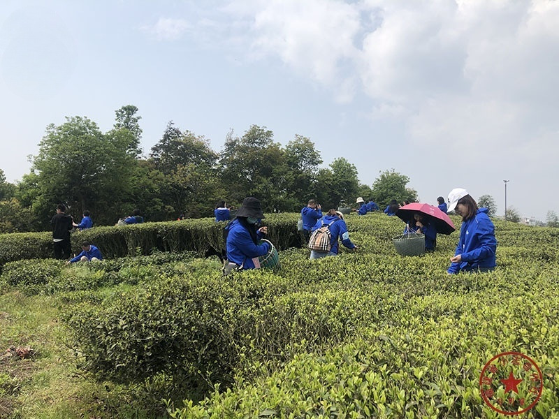 福建省安溪小志茶叶专业合作社