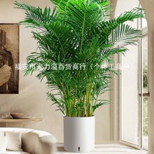 ɢβ���Pβ�����Ի���͏d�Gֲ�����҃ȸ��FҬ���ļ�������B�[��