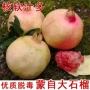 突尼斯特大庭院地栽石榴苗