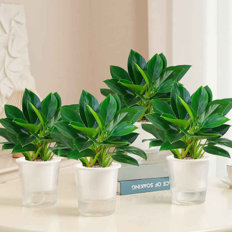 [특가 패키지] 골든 다이아몬드 4개 화분 220cm 3그루(광조 화분) + 영양액