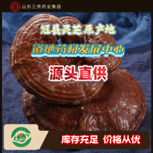 山东省冠县三秀呈祥灵芝批发源头直供厂家直销量大批发
