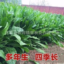 ���~���ĲݷN�Ѷ������ͺ��N��ţ�~�u���Z�Bֳ�ļ����ݷN��