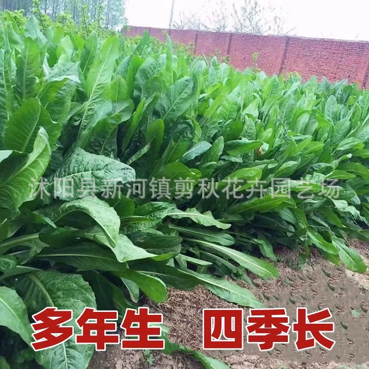 Крупнолистовой Цикорий Семена Травы многолетние морозостойкие семена Крупный рогатый скот рыба курица утка гусь разведение Four Seasons кормовой травы Семена