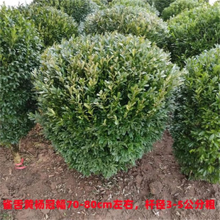 �����������|��ľ���������׶������S����r�񃞻�