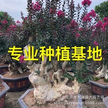 山东紫薇桩头 福建批发紫薇树桩盆景 浙江紫薇老桩 造型紫薇桩景