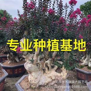 Zhejiang Crape Myrtle Old Pile Shape Crape Myrtle Pile Landscape Shandong Crape Myrtle Pile Head Fujian Wholesale Crape Myrtle Tree Stump Bonsai