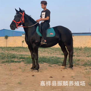 �T���R���� �����R �ɹ��R �����R ��c�R ���΅^���R