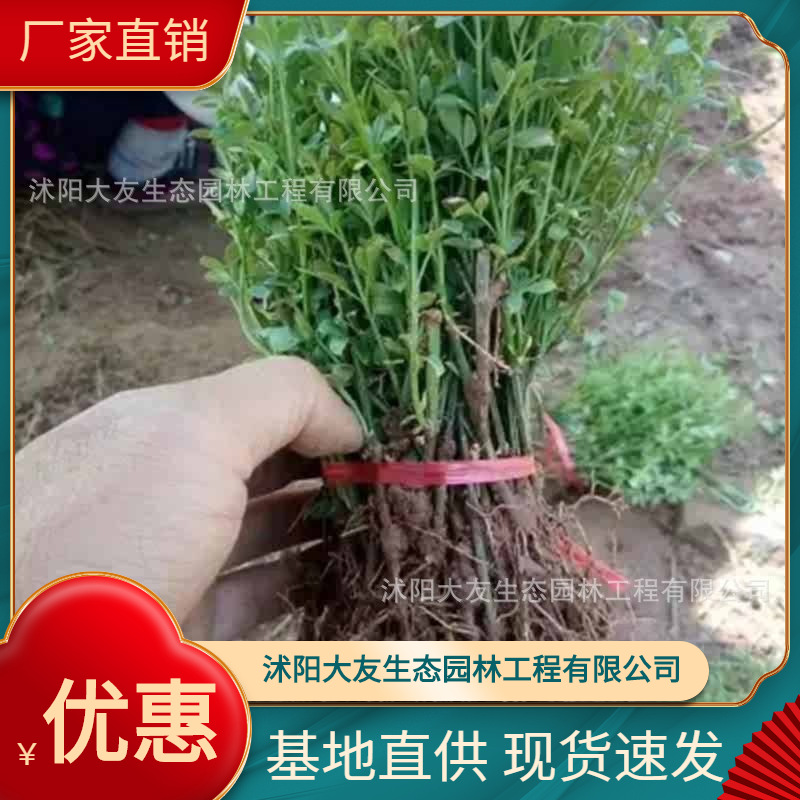 云南黄馨基地批发 自产自销  品种齐全景区造景工程绿化苗