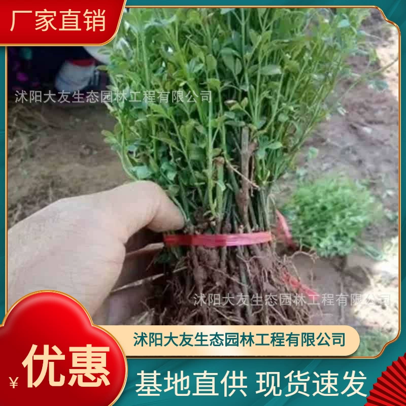 Юньнань Huangxin Base Оптовая продажа сортов самостоятельного производства Полные живописные Ландшафтные инженерные озеленение рассады