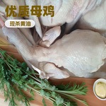 常年供应散养黄油土鸡新鲜母鸡盐焗鸡鸡肉活鸡生态养殖广东走地鸡