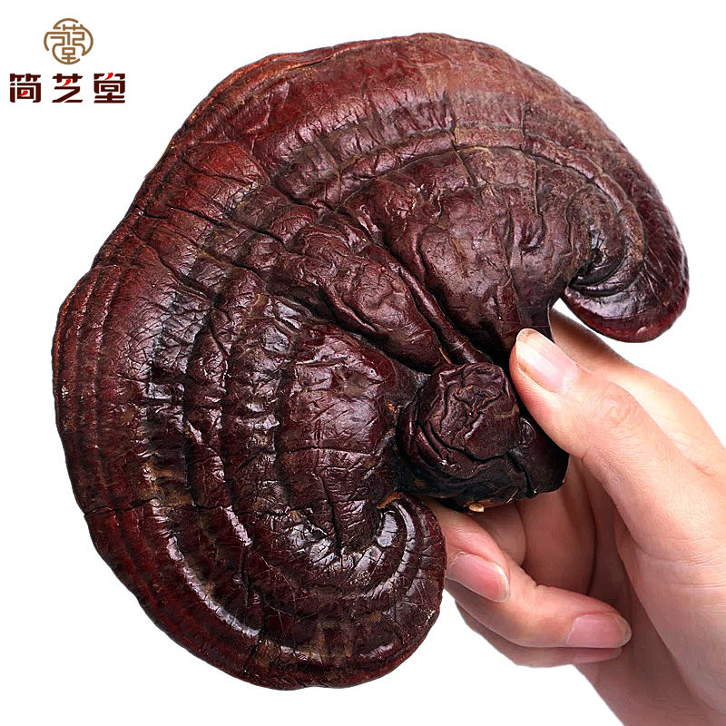 黒霊芝卸売 山東省長白山黒霊芝卸売霊芝卸売黒霊芝起源黒霊芝|undefined