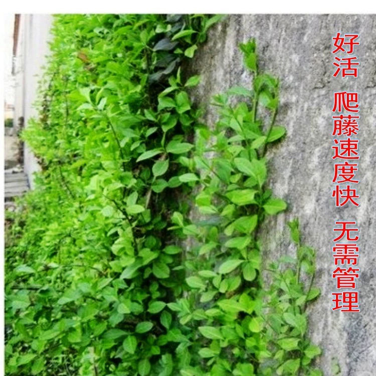 Листовка Euonymus gibberi супер морозостойкие вертикальные вьющиеся лозы цветы вьющиеся растения копье вечнозеленые всесезонные защита склонов зеленые растения