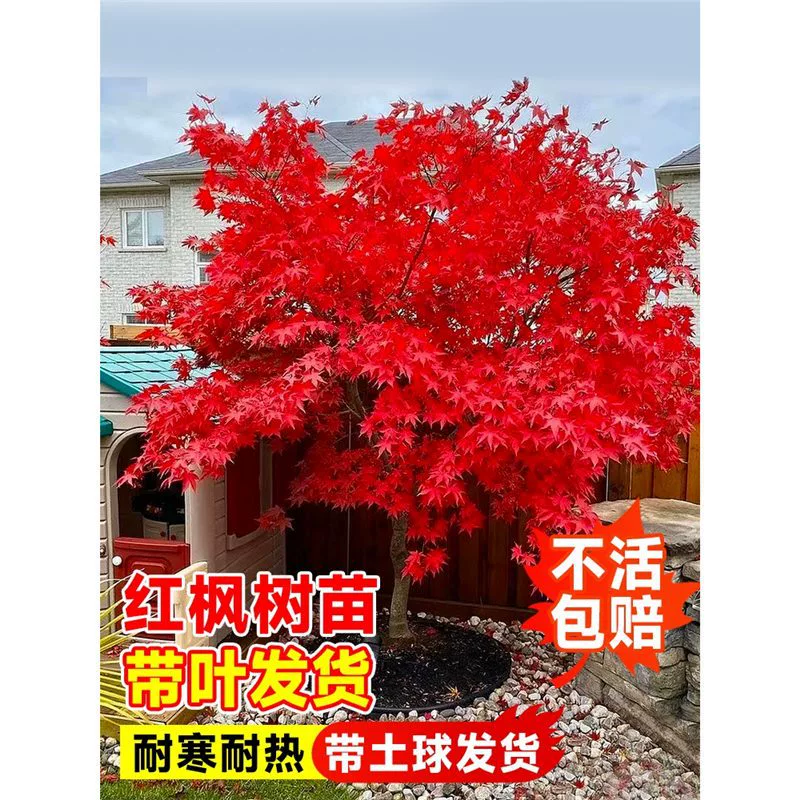 Японские саженцы красного клена, четырехсезонный красный танцор, уличная вилла, морозостойкий старый бонсай, зеленые растения, озеленение двора, ландшафтные деревья.