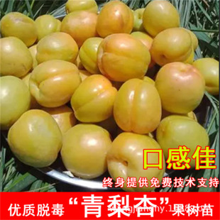 Potted Ground-Planted Grafted Apricot Saplings, Sweet Apricot Saplings, Giant Honey King Apricot Saplings, Fruit Saplings, North and South Planting Results