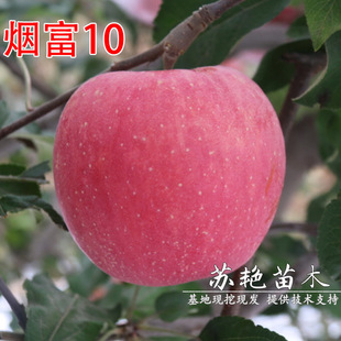 �O���䟟��10̖�O���� �Ϸ������N�t��ʿ���Ե��Թ����箔��Y��