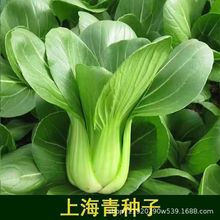 四季上海青菜种子上海青种子秋冬季四季小油菜种子小白菜蔬菜种子