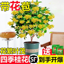 桂花树苗四季桂盆栽可食用开花金桂室内阳台庭院浓香型花卉绿植物