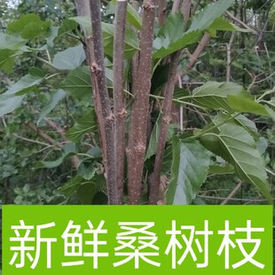 桑木弓扦插采摘自然新鲜树棒树脂桑树条桑树枝桑树桑木棍-阿里巴巴