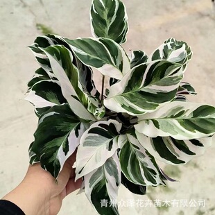 White Oil Painting Chlorophytum 100 Pots Starting Batch Indoor Ornamental Plants Courtyard Flower Mirror Landscaping Southern Planting