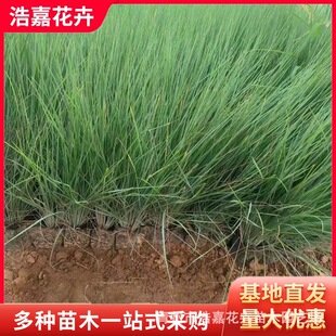 Hair Crown Grass Honey Grass Slope Protection Soil Solidification Greening Road Scenic Spot Greening Qingzhou Base Hair Crown Grass Honey Grass