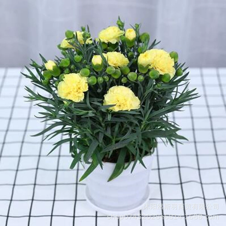 Гвоздика Горшечное растение с бутоном двойной Four Seasons Цветущий двор большие цветочные саженцы комнатная зеленая посадка Гвоздика цветок просмотр офиса