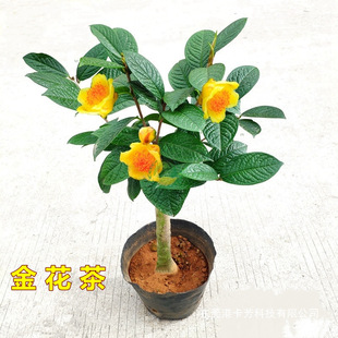 ���ǽ𻨲莧���������՚��̨��ľ�������F��