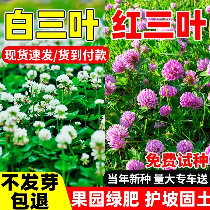 Белый клевер, семена красного клевера, ось, счастливый клевер, четырехлистный клевер, семена вечнозеленой газонной травы, растения для озеленения двора