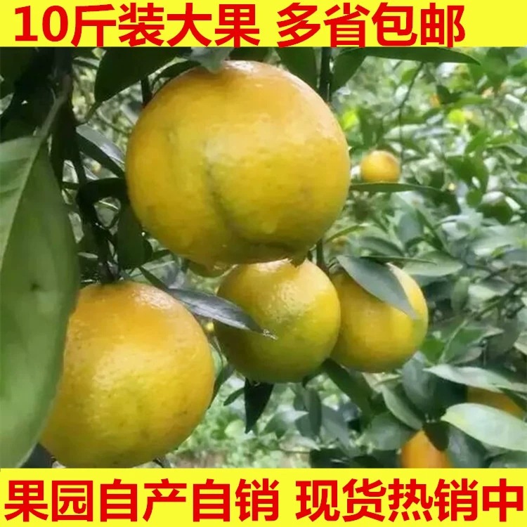 批发10斤装正宗德庆皇帝柑贡柑新鲜绿色水果现摘柑橘桔子手剥橙子