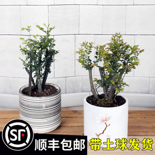 һ�����lС�~��̴������̴�辰�ļ�����ֲ���^�~���������ļ����B