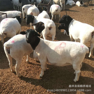 �ؑc�Ų��d�� ���^�Ų��d����Bֳ �L�ݿ� �����ʸ�