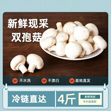 口蘑双胞菇新鲜食材现摘白蘑菇食用菌双胞菇工业棚安全品质