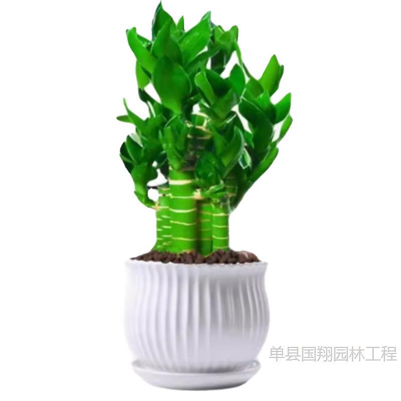 Fugui Bamboo Indoor Lucky Green Plants BBQ Lotus Bamboo Hydroponic…