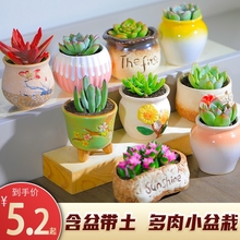 多肉植物含盆带土栽好组合盆栽套餐贵货绿植花卉老桩玉露肉肉包邮