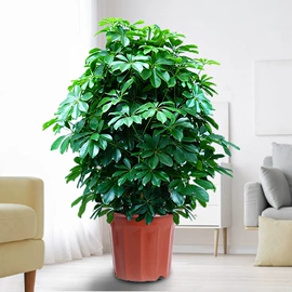 盆栽;月季蔷薇植物;乔木