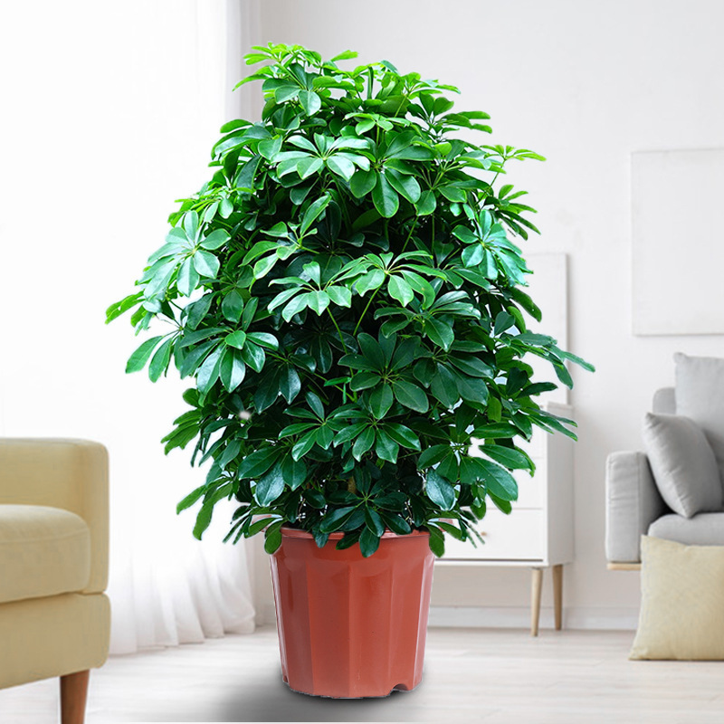 Duck Foot Wood Potted Plant Bafanglaicai Large Green Plant Indoor Green Plant Money Tree Money Tree Happiness Tree Peace Tree