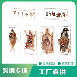 标本;科教玩具;树脂工艺品