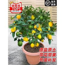 ˮʘԎ҃ͥԺNֲʳÏV|oļY