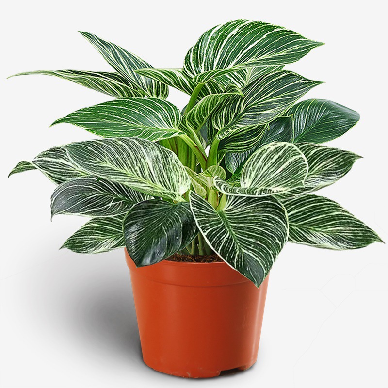 네트 레드 베스트 셀러 플래티넘 다이아몬드 30cm 높이 분지 3 간이 분지 + 영양 용액